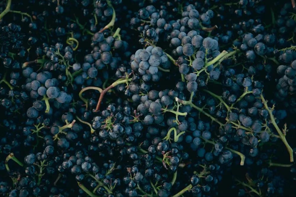 Uncork the Numbers: How Many Grapes Go into a Bottle?