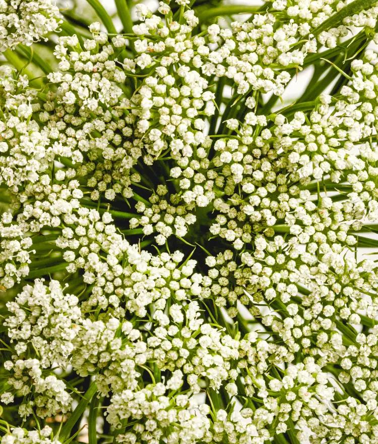 Elderflower