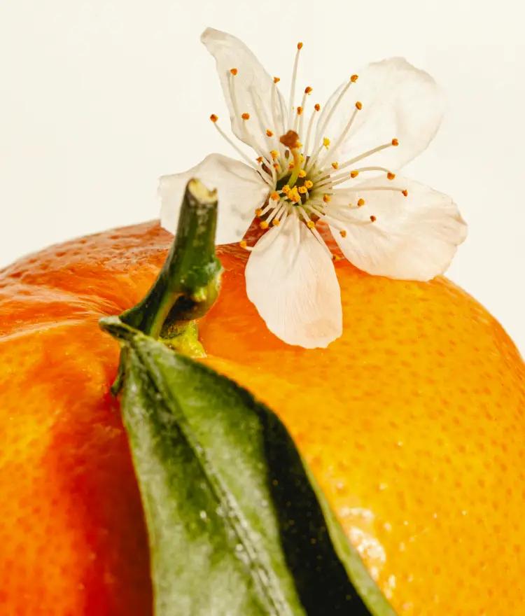 Orange Blossom