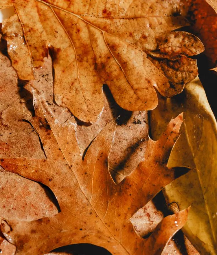 Wet Leaves