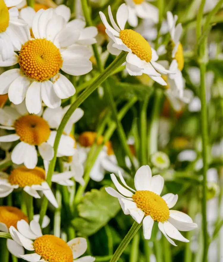 Camomile