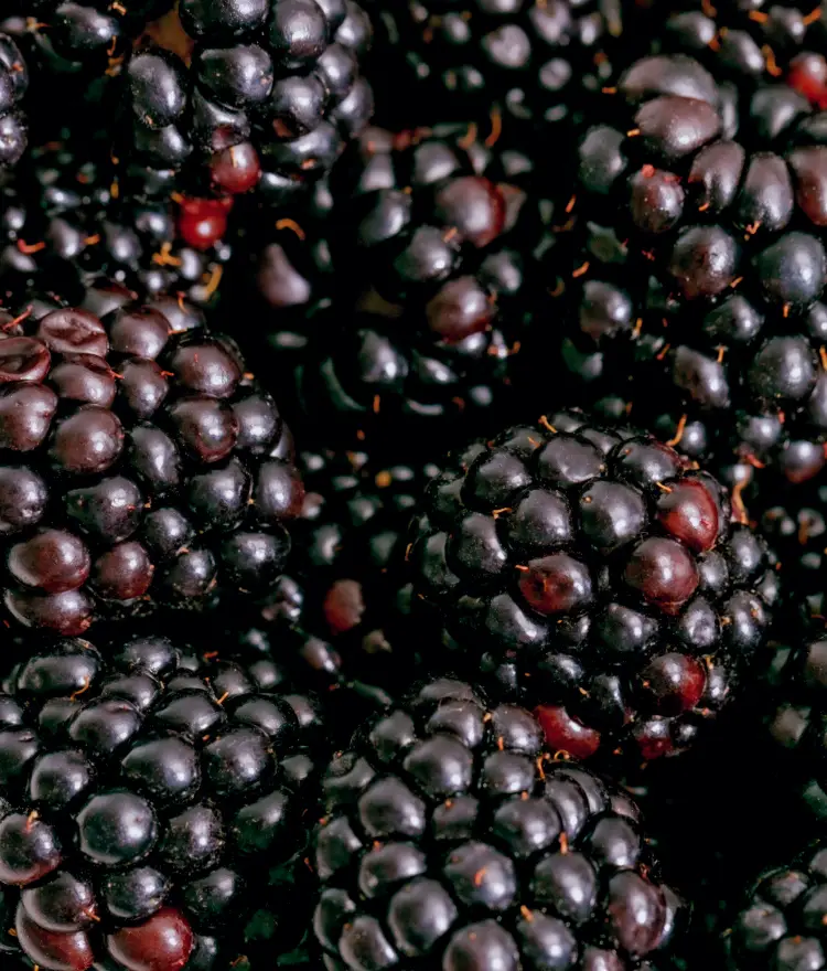 Dark Fruits