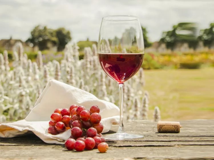 Best Pinot Noir Under $20 — VinoVoss Wine Guide