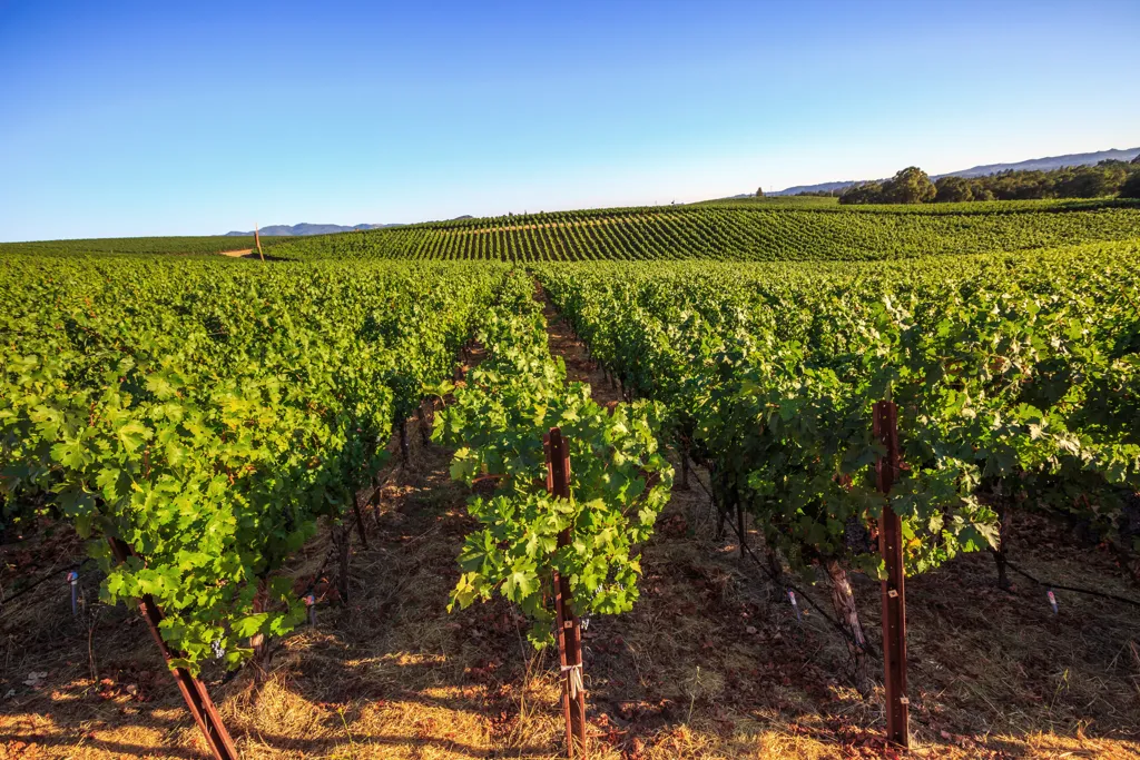 California vineyards, USA