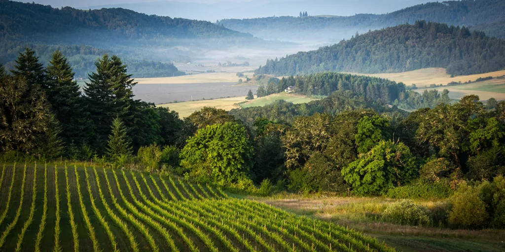 Oregon vineyards, USA