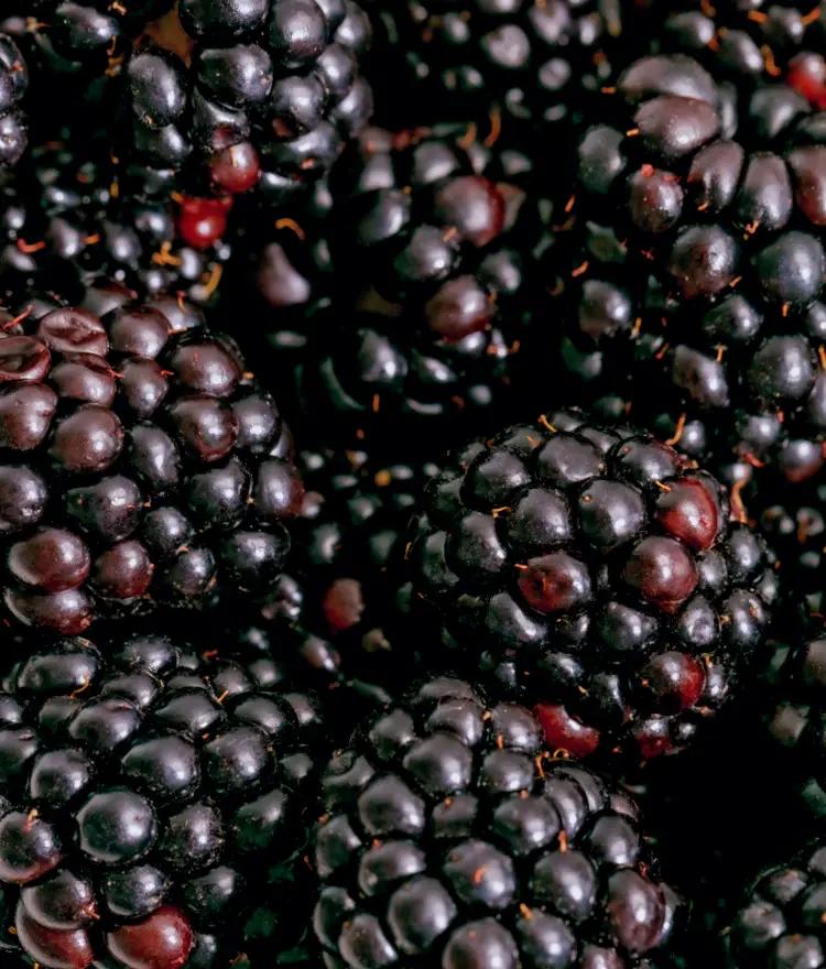 Black Fruit