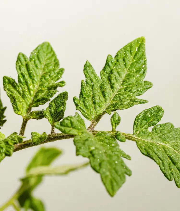 Tomato Leaf