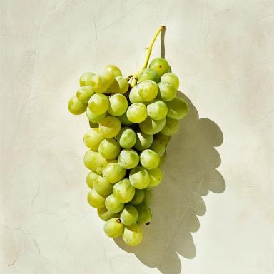 Malvasia