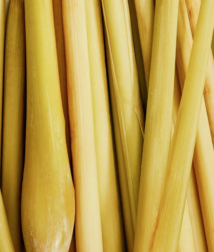 Lemongrass