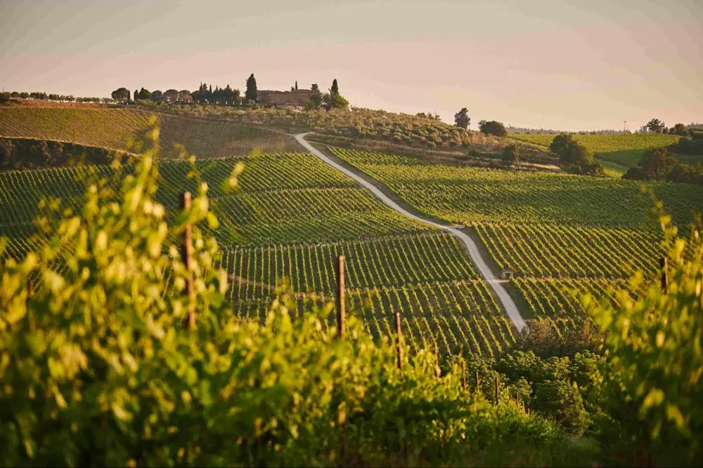 Chianti Wine Guide: From Black Rooster Legends to Modern Classics