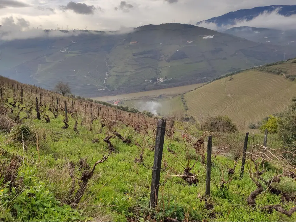 Nearly all vineyards in the Douro are located on steep hillsides, photo taken at the century-old vine vineyard of Quinta da Devesa (Photo by Krystal Wen)