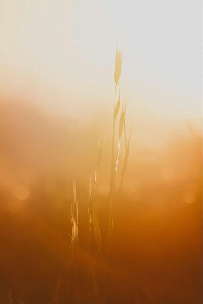 Alpine Oat is a calm and warm color, use SmartSomm to find a subtle dessert wine (Photo: Siim Lukka, Unsplash)