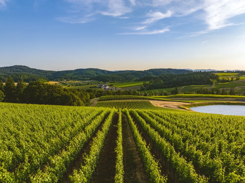 Vineyard in Willamette Valley, Oregon (Photo: Dan Meyers, Unsplash)