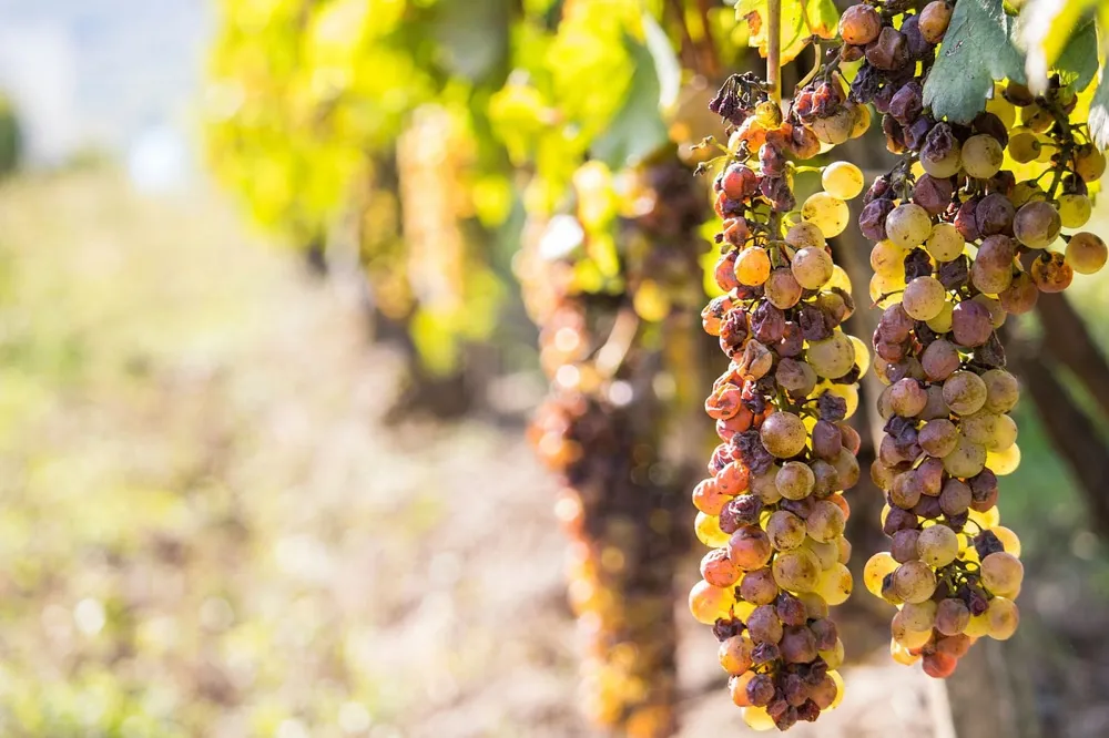 Delicious grapes? Some berries are affected by noble rot, contributing to the sweet character we all love. 