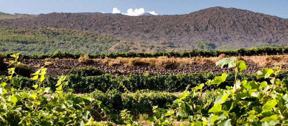 The vineyard that planted with Pinot Noir of Planeta Winery in Etna, at 820 meters above sea level (credit: Planeta Winery)