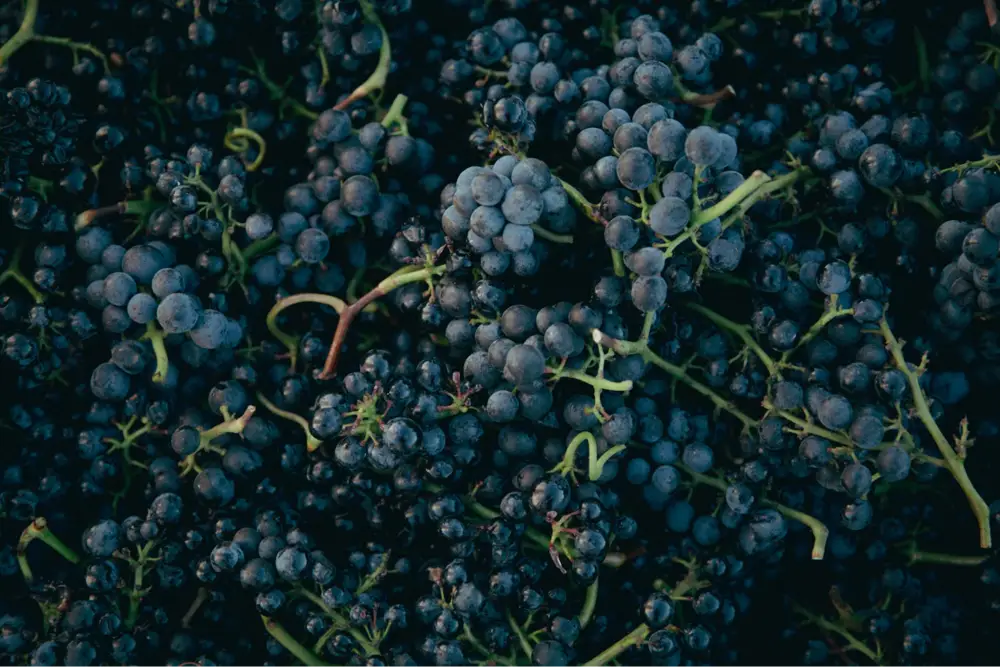 Have you ever thought about how many grapes go into a bottle of 750ml wine? ( Photo: Molly Bailey, Unsplash)