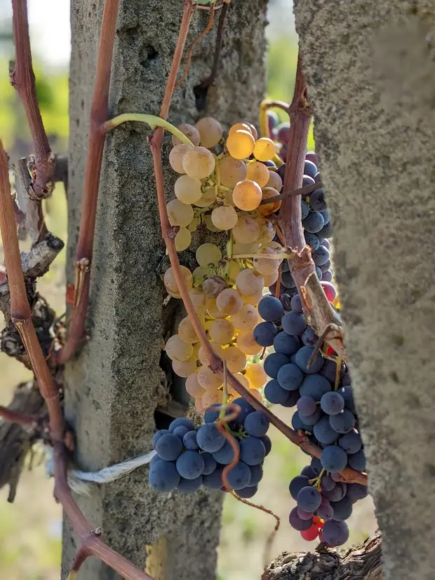 Different grape varieties can vary in berry sizes, skin thickness and flesh-to-juice ratio (Photo: Sylvia Ba)