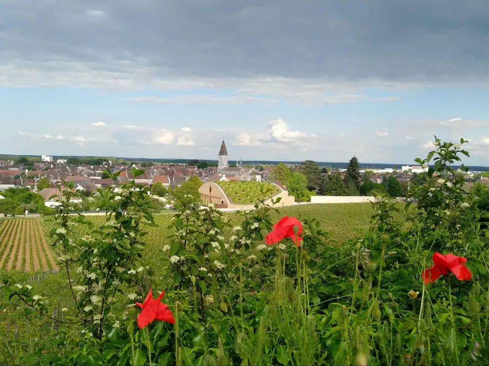 A warm and sunny summer in Nuits-Saint-Georges, Burgundy, that lead to plentiful harvests (Photo: Krystal Wen)