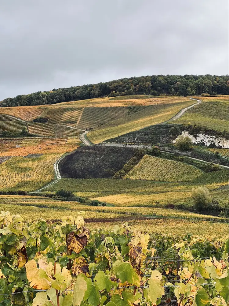 Vineyard in Aÿ-Champagne, France (Photo: PJ DC, unsplash.com)