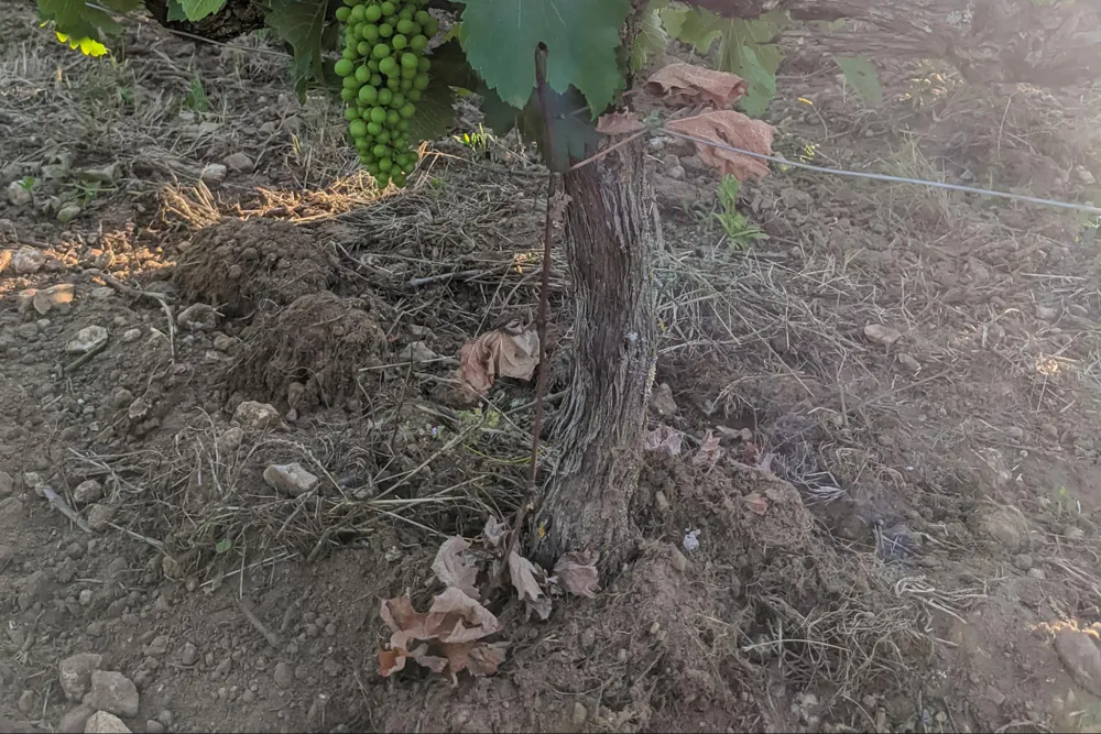 The sandy soil in the vineyard in Montlouis (Photo: Sylvia Ba)