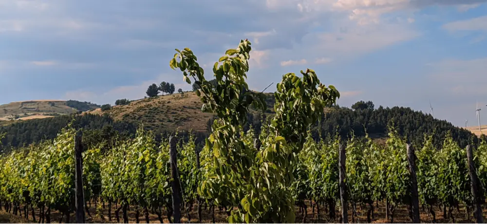 Aglianico growing in Mount Vulture (Photo: Sylvia Ba)