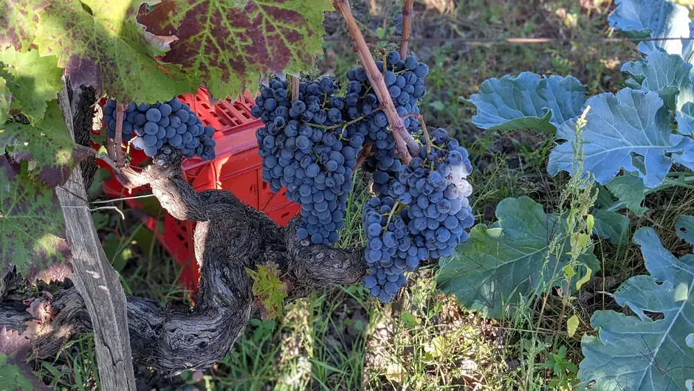 The old vine in Contrada Santo Spirito on the northern slope of Etna