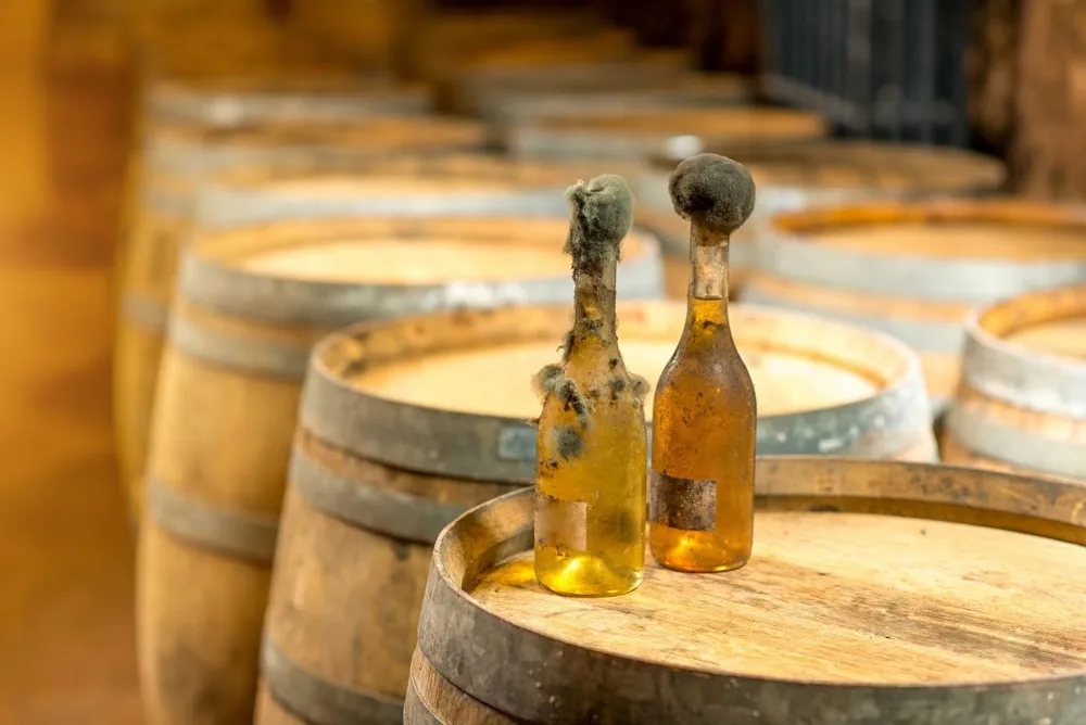Tokaj-wines, based on Furmint, were called “The King of Wines and The Wine of Kings.” 