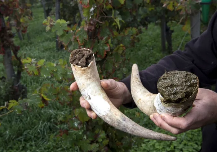 The cow horns filled with cow manure used in biodynamic vineyards (Photo: stock.adobe.com, FreeProd)