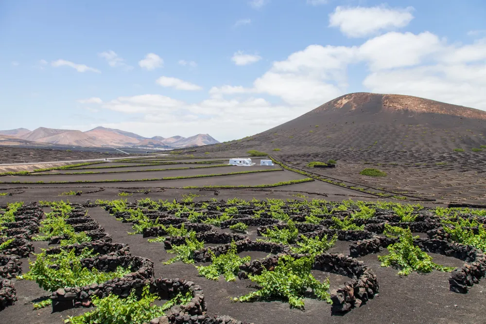 Volcanic soil can impart mineral notes to wine, vineyard in the Canary Islands (Photo: Dim Hou, Unsplash.com)