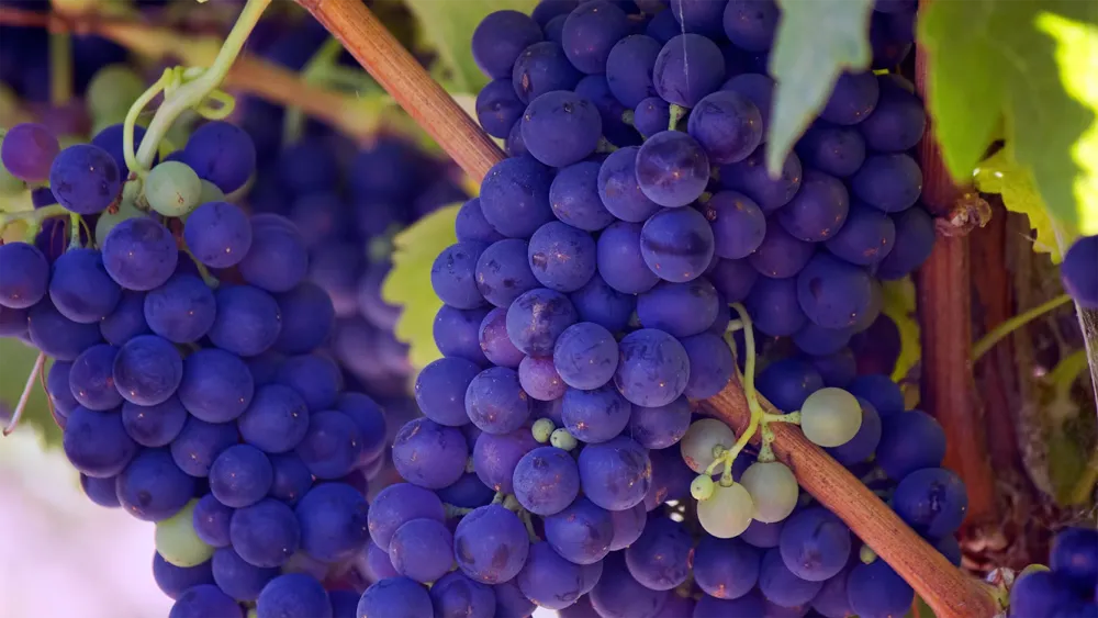 Grapes growing in Napa Valley, a warm climate wine region (Photo: Bill Williams, Unsplash.com)