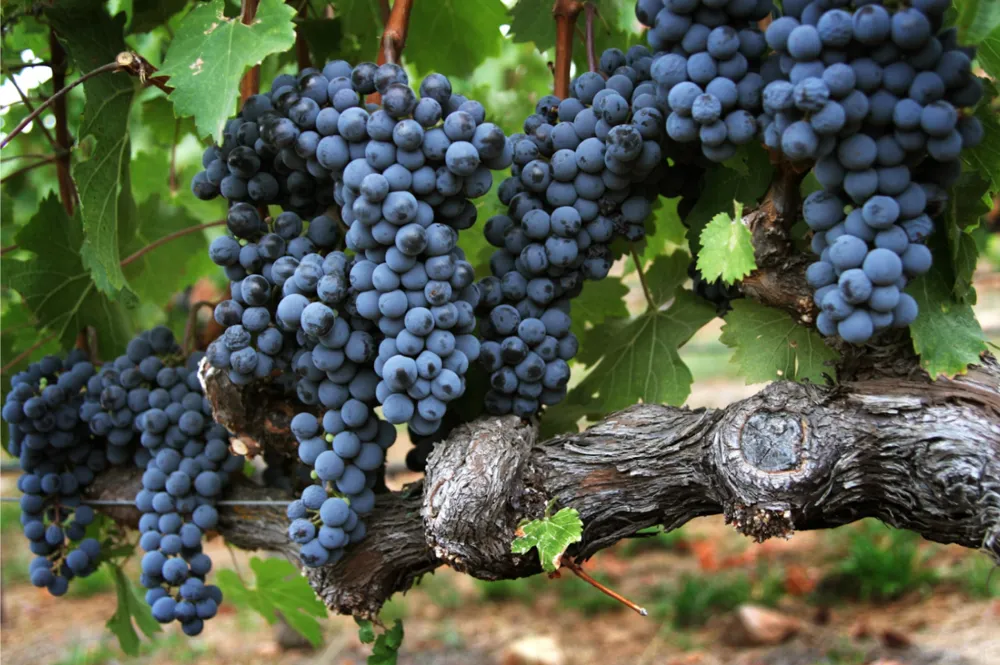 Cabernet Sauvignon grown in Napa Valley (Photo: Rachelle O'Brien, Unsplash.com)