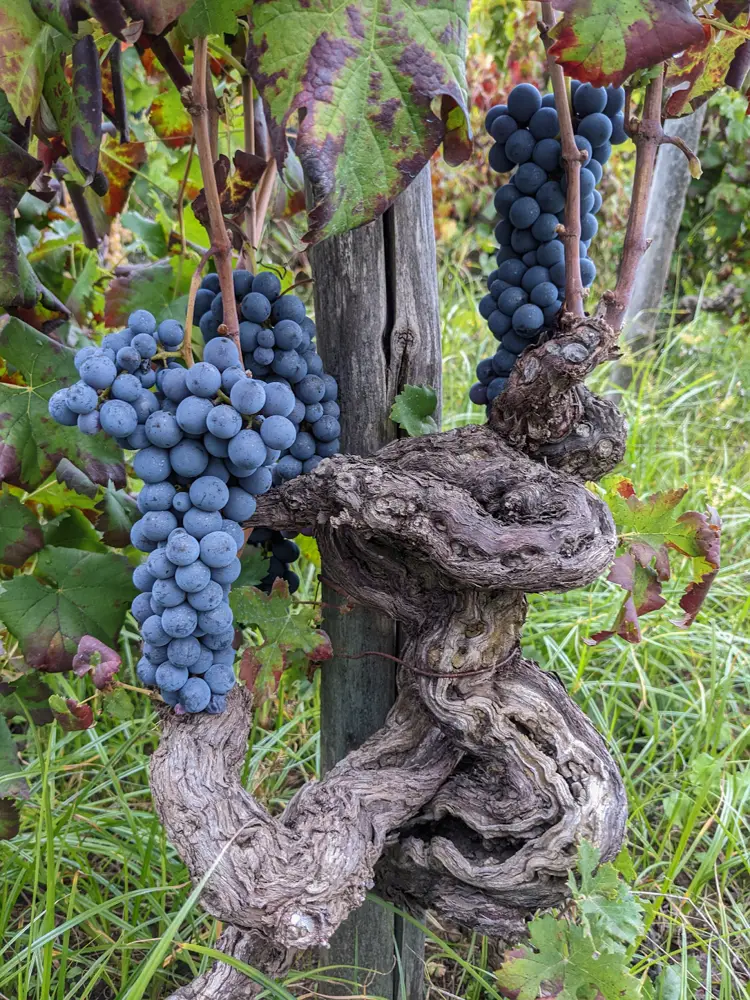 Old vine growing in Etna, Sicily (Photo: Sylvia Ba)