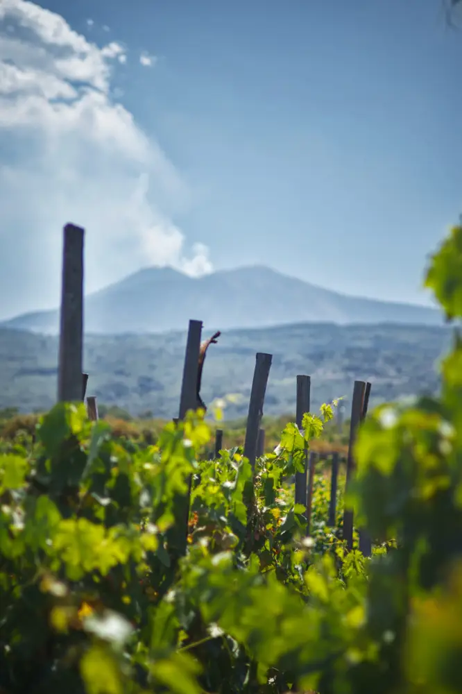 Vineyard on the Northern slope of Etna (Source: Caitlyn Vermeij, Unsplash)