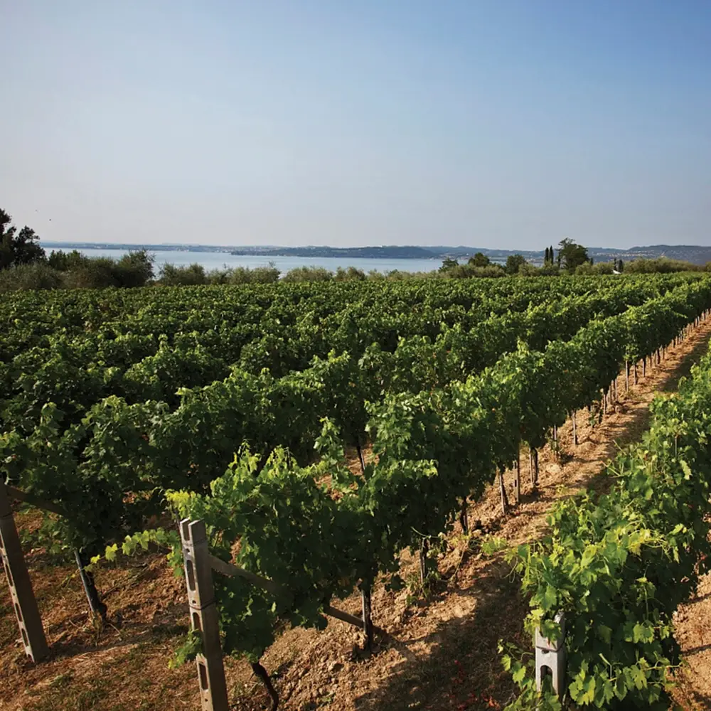 The vineyards of Lugana, with Lake Garda in the background (Credit: Consorzio Tutela Lugana)