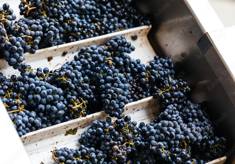 Single-variety wines are made primarily from one grape variety (Photo: Emma K. Morris/stock.adobe.com)