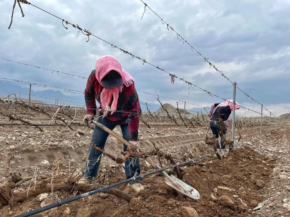 Vineyard workers burying vines to protect them from freezing temperatures in Ningxia (credit:chinadaily.com.cn)