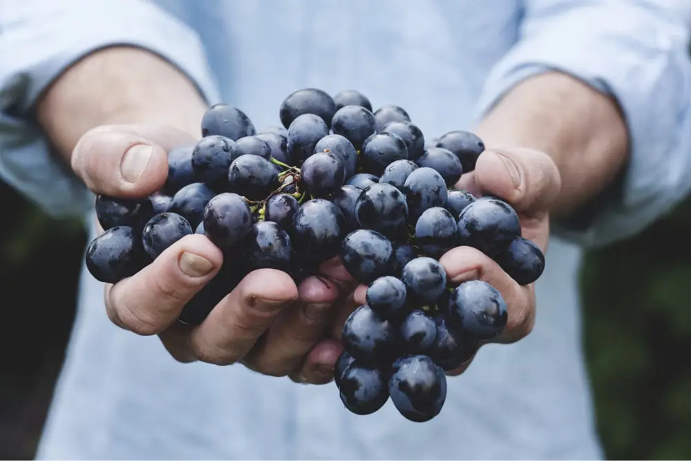 Organic wines are made from organically farmed grapes (Photo: Maja Petric, Unsplash)