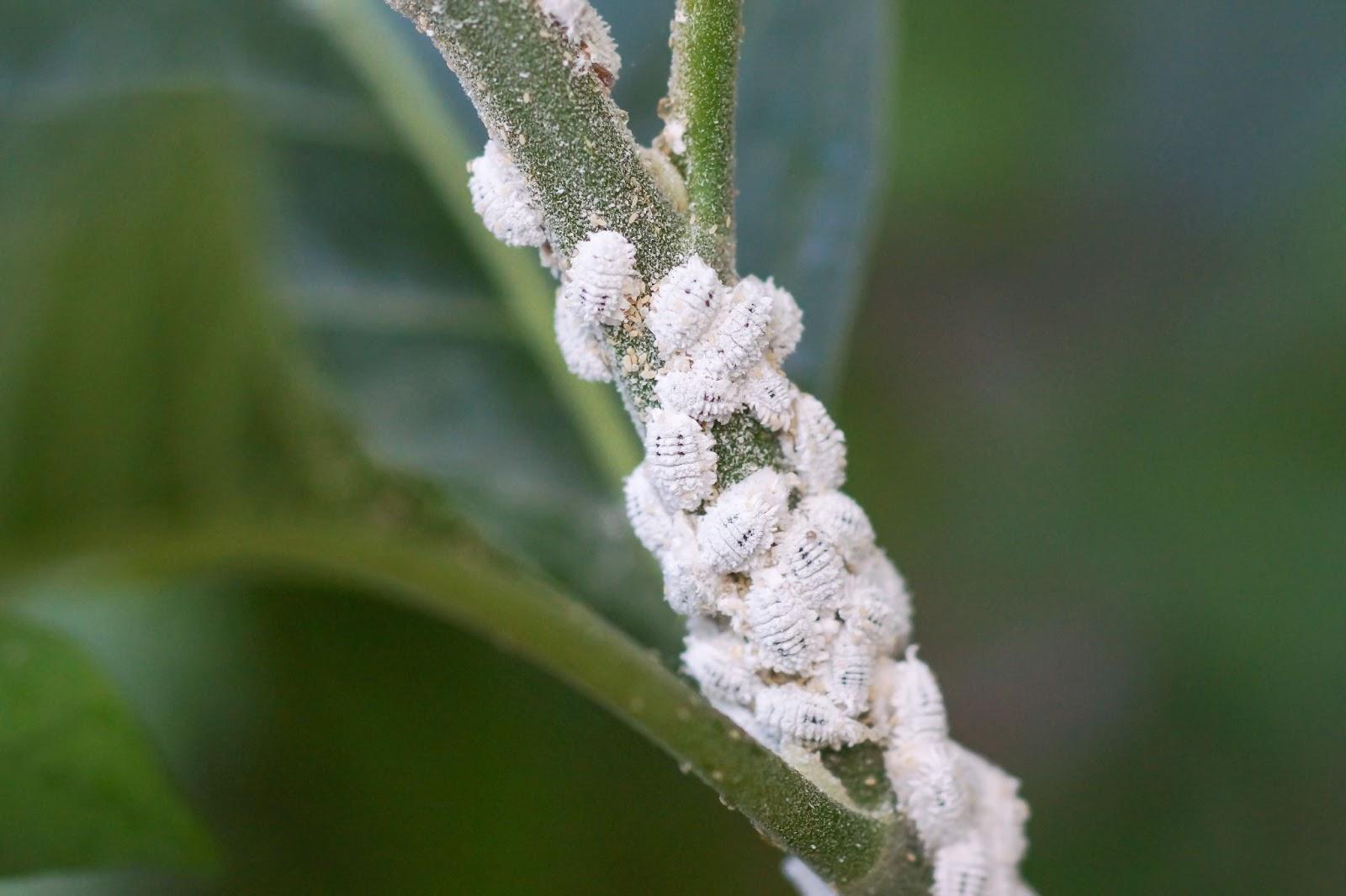 A true infestation of mealybugs. (Photo: weerapat1003/stock.adobe.com)