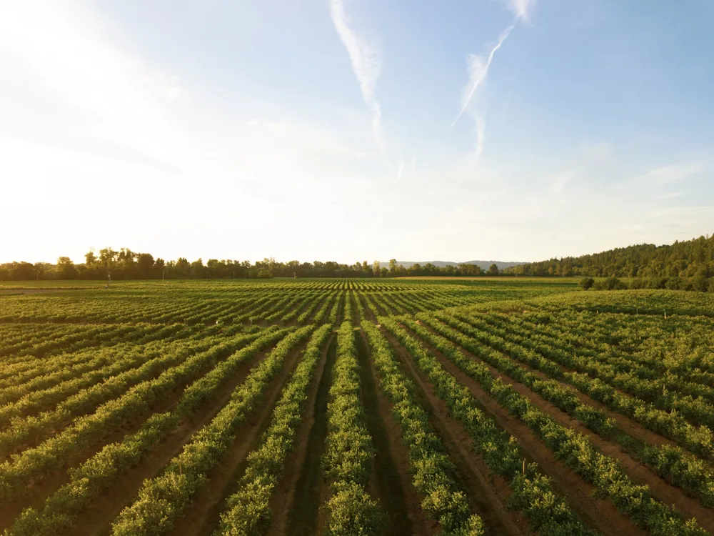 Vineyard in the cool climate Willamate Valley in Oregon, USA (Photo: Dan Meyers, Unsplash.com)