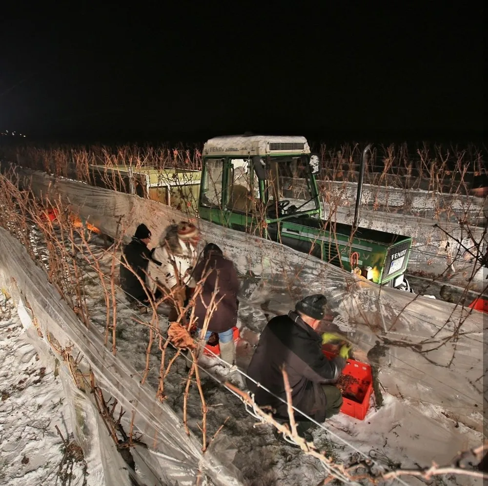 The 2023 icewine harvest in Germany (Credit: @wines_of_germany, Instagram)