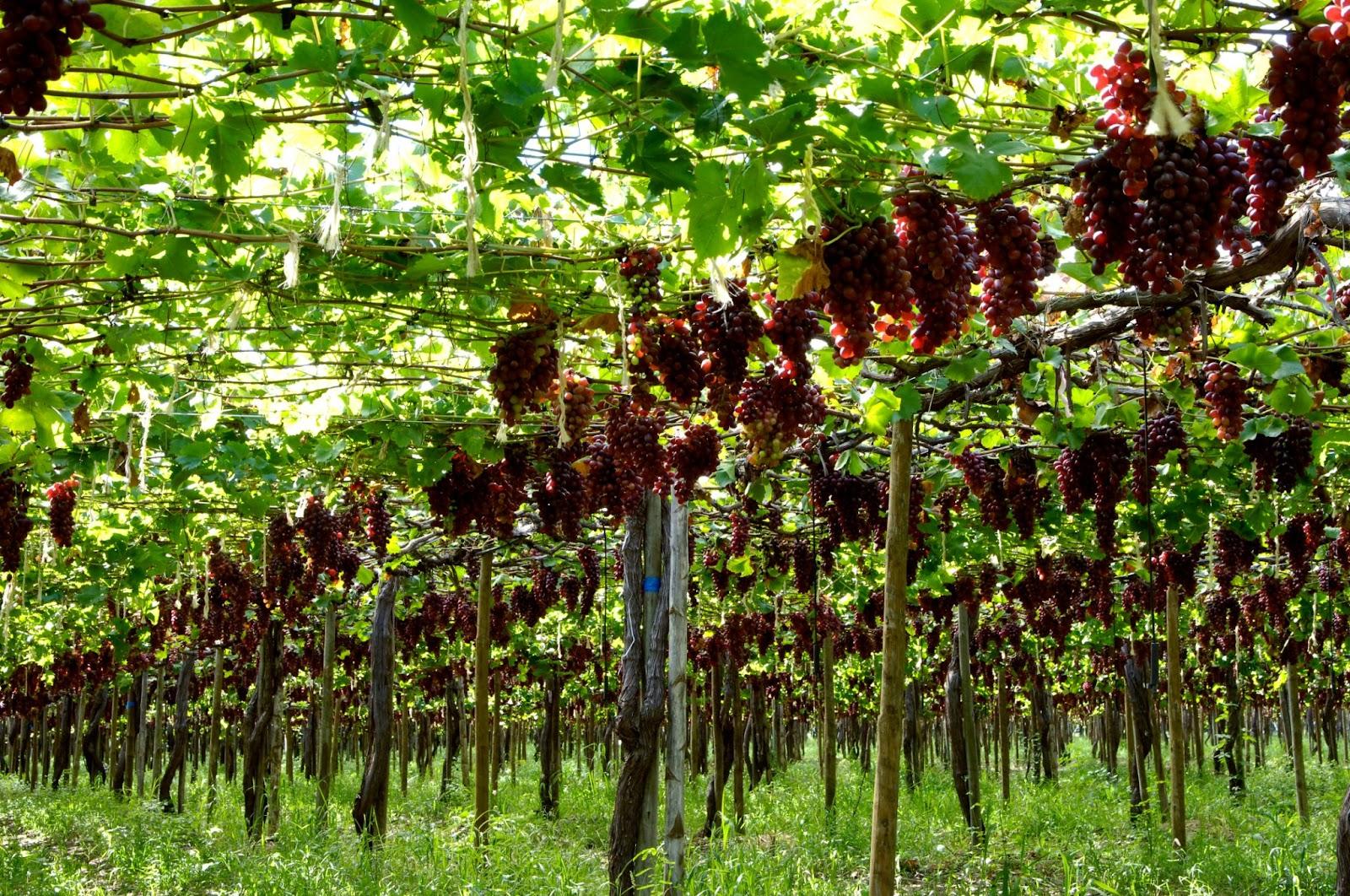 Brasil is one of the most dynamic wine producing countries. (Photo: Pulsar Imagens/stock.adobe.com)