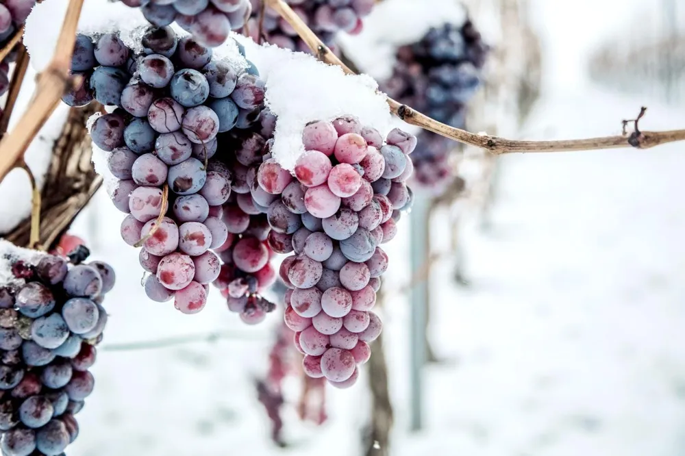 Would you go out at night and harvest frozen grapes? (karepa/stock.adobe.com)