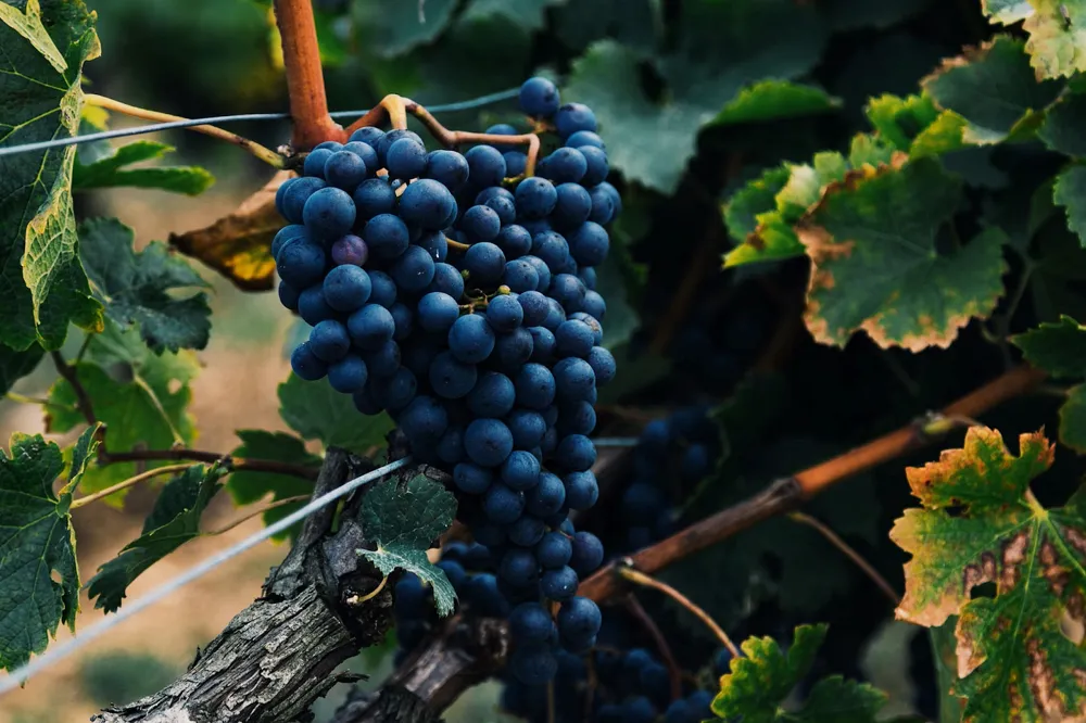 Cabernet Sauvignon is the king of red grapes (Source: Al Elmes, unsplash.com)