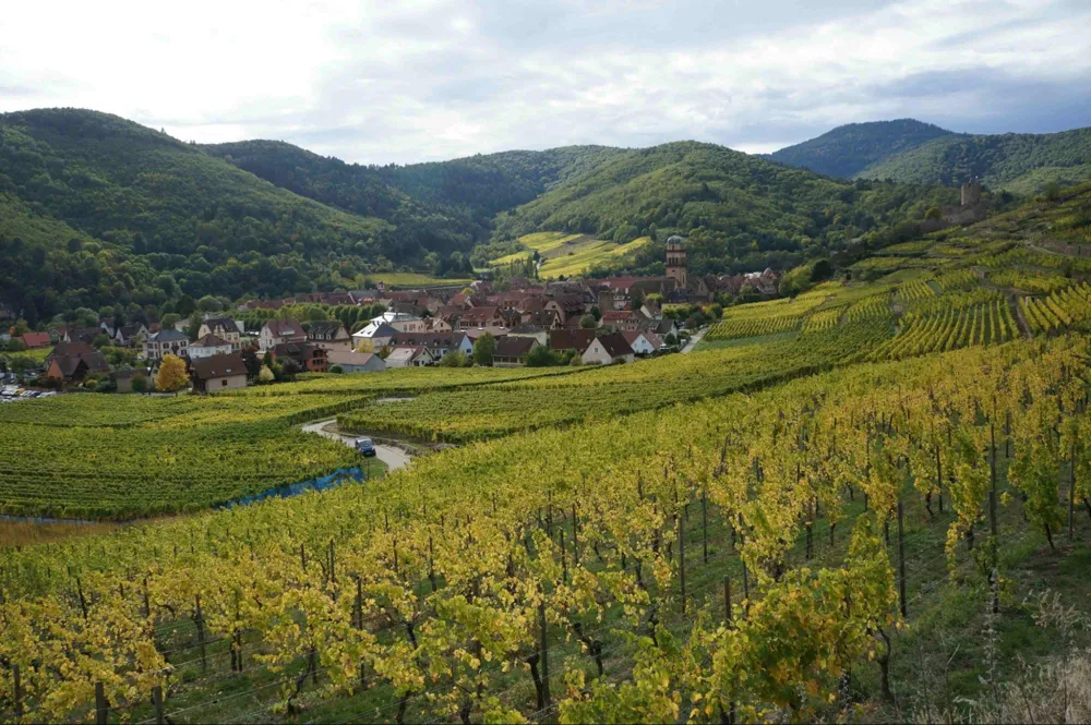 Vineyard in Alsace (Photo: Cecile Musy, Unsplash)