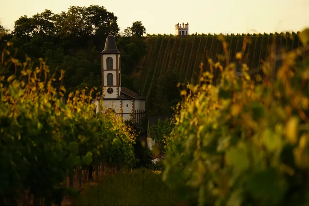 Vineyard in Pfalz (Photo: Luca J, Unsplash)
