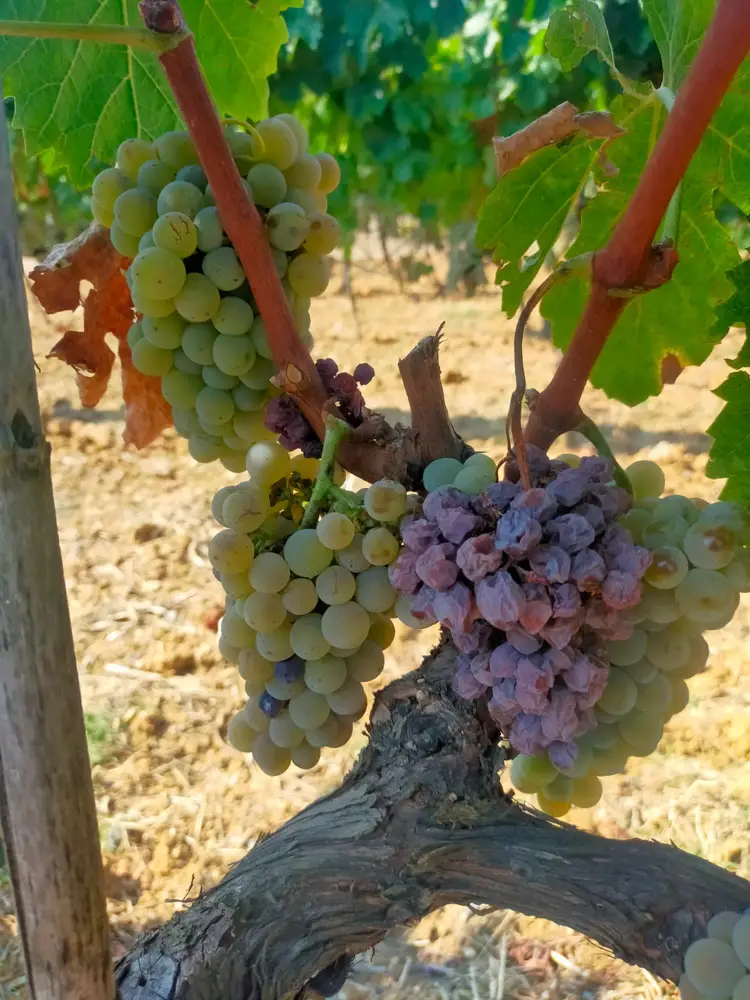 The grapes are dried on the vine. They lose up to 90% of their weight, resulting in a higher concentrated wine. (Photo: Peter Douglas)