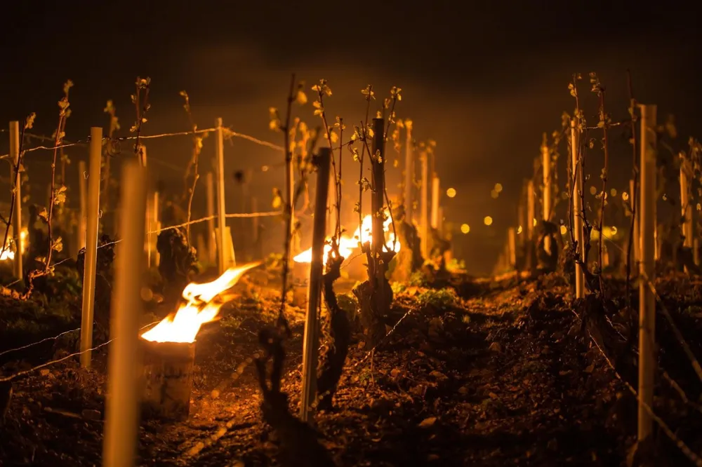 Lighting candles can decrease the risk of frost or reduce its damage. Vines affected by frost produce fewer grapes, further increasing the scarcity of Burgundian wines. (Credit: Aurélien Ibanez/stock.adobe.com)