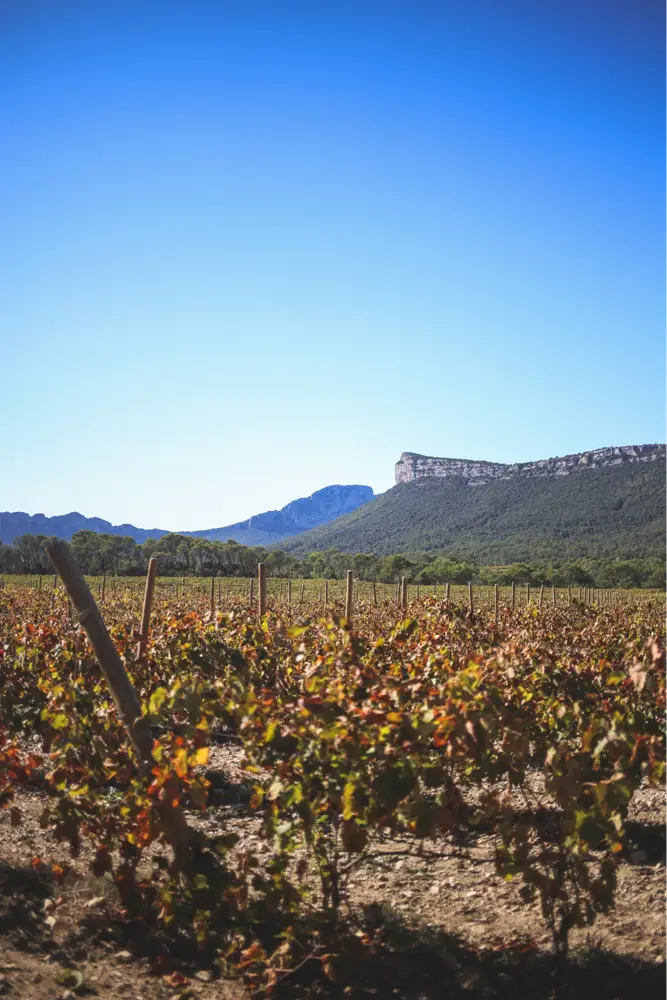 The vineyard of Pic Saint Loup, with the homonymous mountain in the background (Photo: Morgane Le Breton, Unsplash)