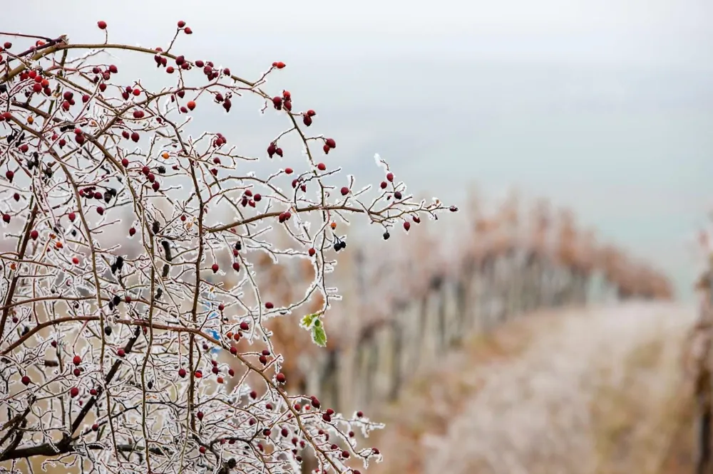 Vineyards in winter, Znojmo region, Czech Republic, Old World or New World? (Photo: Richard Semik/stock.adobe.com)