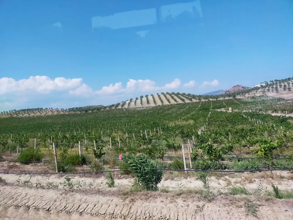 Heat, sandy soils and concentrated wines are typical for Calabria. (Photo: Peter Douglas)